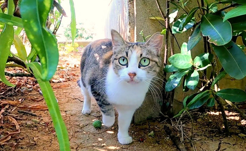 ドキドキしながら近づいてくる猫