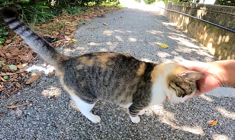 撫でられる猫