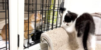 子猫達の初対面