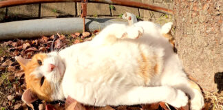 ゴロンゴロンと転がる猫さん
