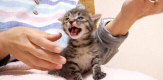 サイレントニャーする子猫