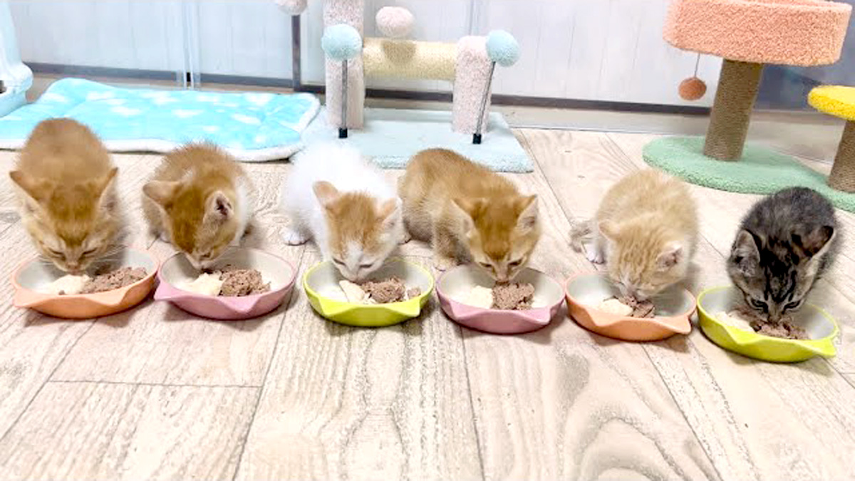 一緒にご飯を食べる子猫達