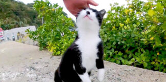 伸び上がる猫