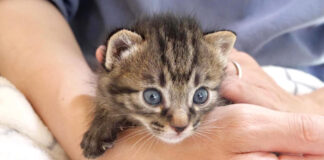 手の中の子猫