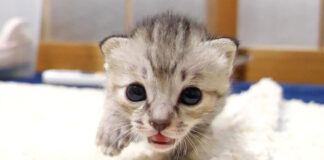 突進してくる子猫