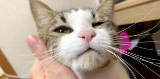 撫でられる猫