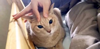 いじられる猫