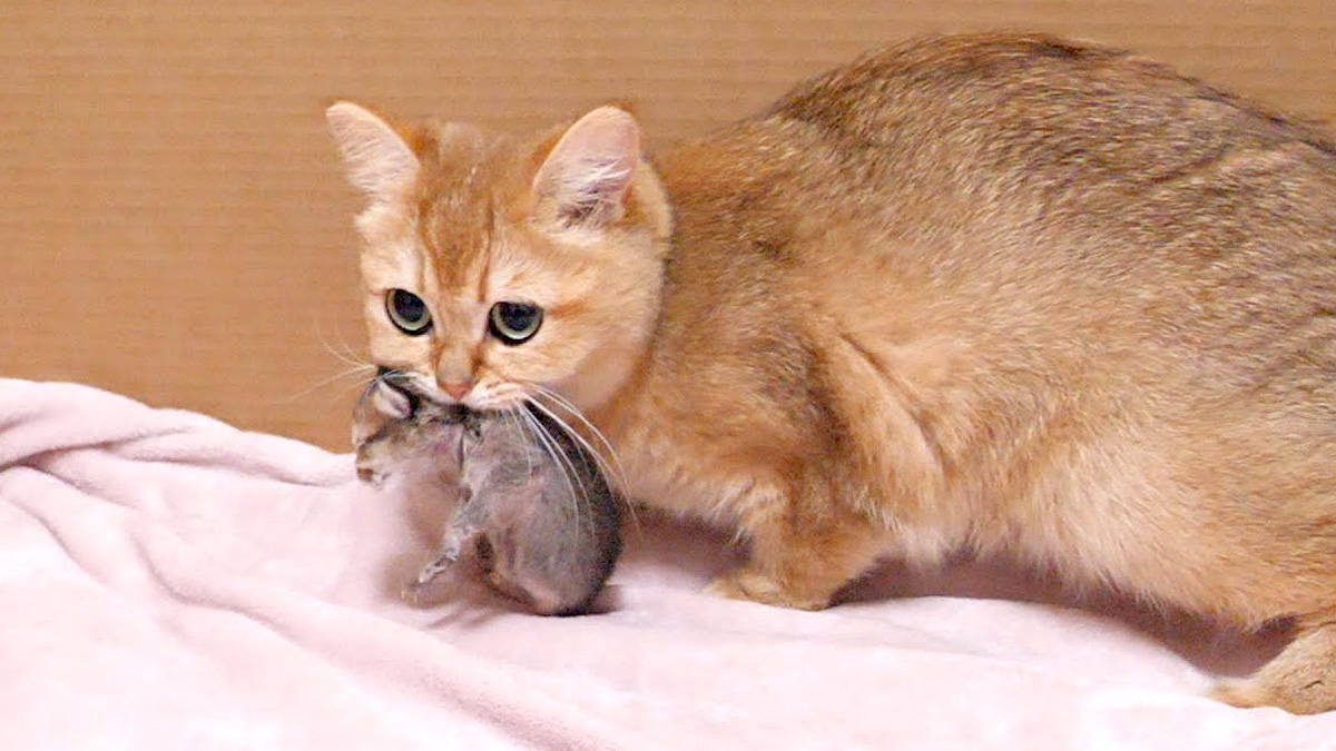 子猫を運ぶ母猫