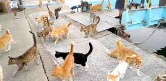 たくさんの猫達