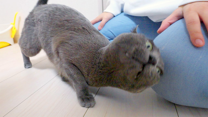 お姉ちゃんに甘える猫