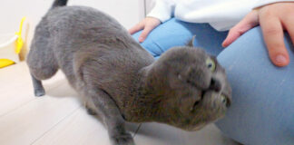 お姉ちゃんに甘える猫