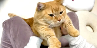 赤ちゃんのように甘える猫
