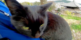 膝に乗る猫