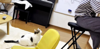 お兄ちゃんと遊びたい猫