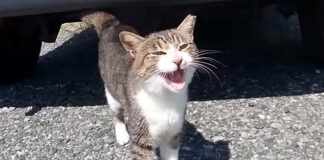 話しかけてくる猫