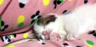 寝落ちした子猫