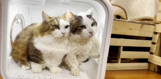 ドライヤーハウスに入る猫達