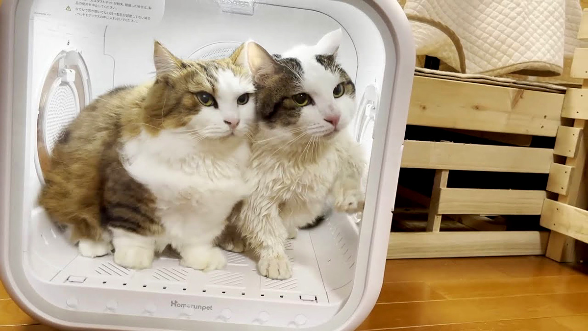ドライヤーハウスに入る猫達