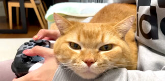 揺れる猫