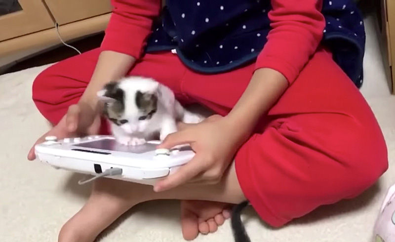 ゲームが気になる子猫