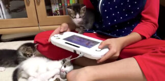 男の子に群がる子猫達