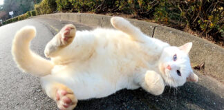 転げ回る猫