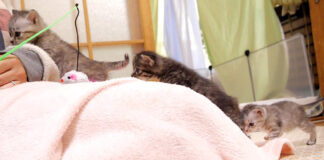 膝に登る子猫達