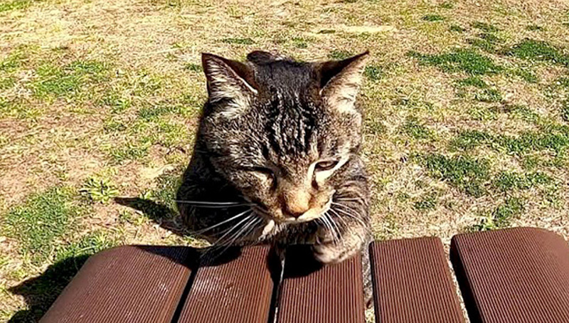 向かってきた猫