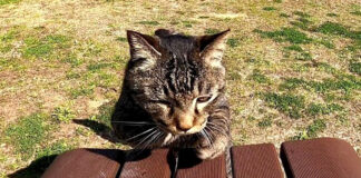 向かってきた猫