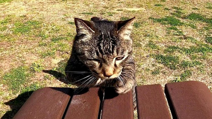 向かってきた猫