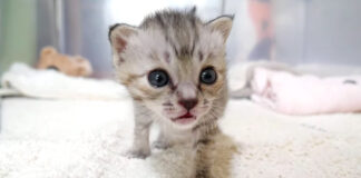 向かってくる子猫