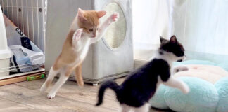 元気いっぱいの子猫