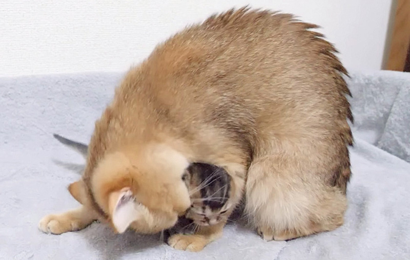 子猫を抱きかかえる母猫