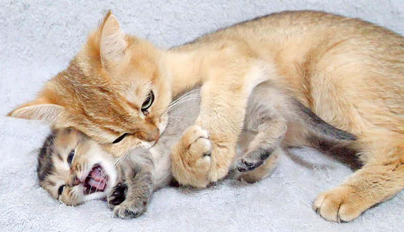 子猫を抱きしめる母猫