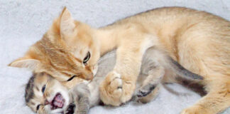 子猫を抱きしめる母猫