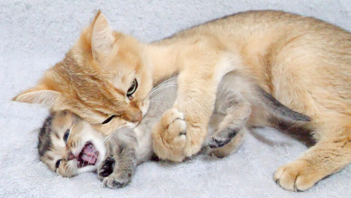 子猫を抱きしめる母猫