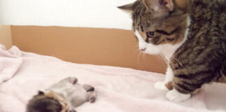 子猫と父猫