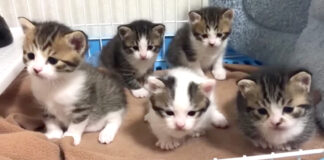 見つめてくる子猫達