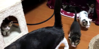 散歩する子猫達