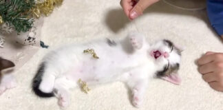 イタズラされる子猫
