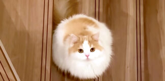 見上げる猫