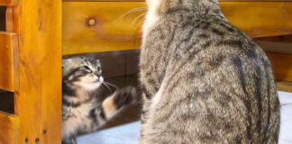 ヤンチャな子猫