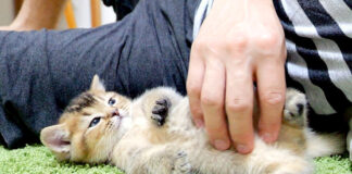 寝落ちしそうな子猫