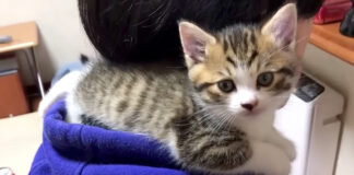 肩に登る子猫