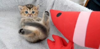 けりぐるみをプレゼントされた子猫