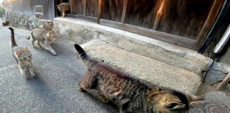 キジトラ猫達
