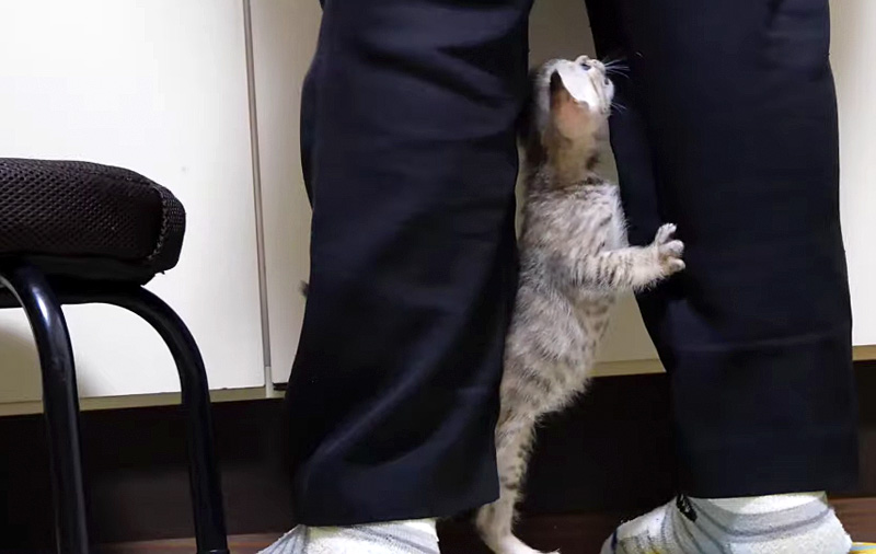 催促する子猫