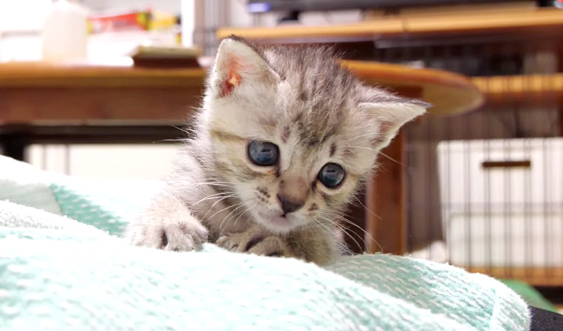 膝の上で遊ぶ子猫
