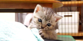 膝の上で遊ぶ子猫