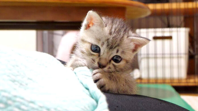 膝の上で遊ぶ子猫